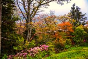 Smokey Mountain color-9025.jpg Smokey Mountain color-9025.jpg